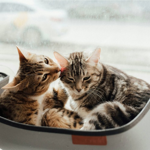 a couple of cats sit near a window
